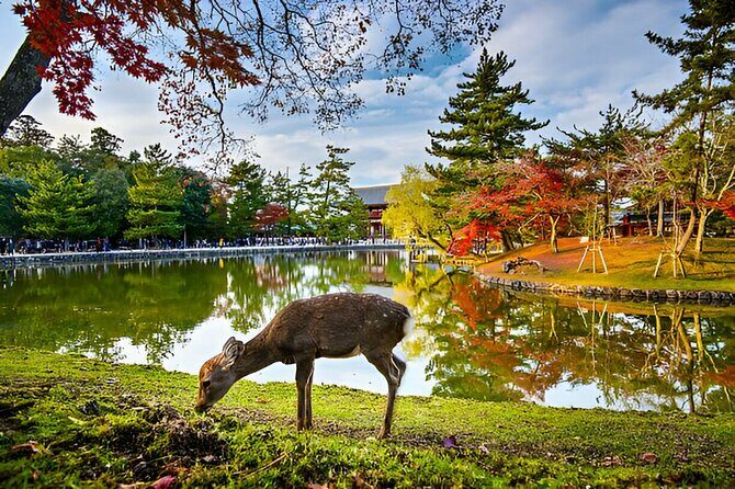 3 Days Private Osaka Kyoto and Nara Tour With English Driver - Day 3 in Kyoto: Arashiyama Scenery, Golden and Silver Pavilions, Inari, Gion, and Markets