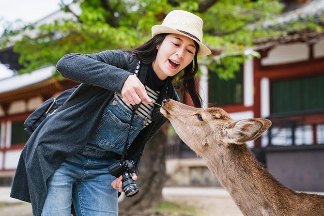 Ancient Capital Tour: Kyoto and Nara Highlights from Kyoto/Osaka - Quick highlights before you plan your day