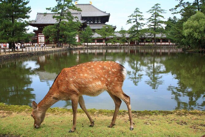 Ancient Capital Tour: Kyoto and Nara Highlights from Kyoto/Osaka - Kyoto-to-Nara combo: what the day feels like