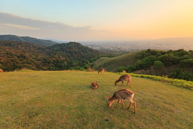 Best of Kyoto and Nara Highlights Day Tour from Osaka (7~9 spots) - Uji’s Byodoin and Omotesando: a break from the crowds (with matcha options)