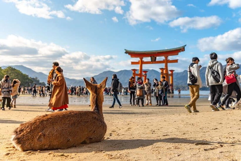 From Osaka: Hiroshima and Miyajima Day Trip by Bullet Train - From Osaka to Hiroshima by Shinkansen: Smooth Start, Fixed Timing
