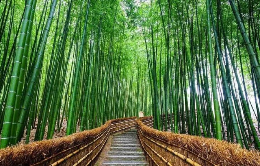 From Osaka: Kyoto, Nara, Fushimi Inari & Arashiyama Day Tour - Arashiyama Station Footbath: Your Feet’s Best Friend