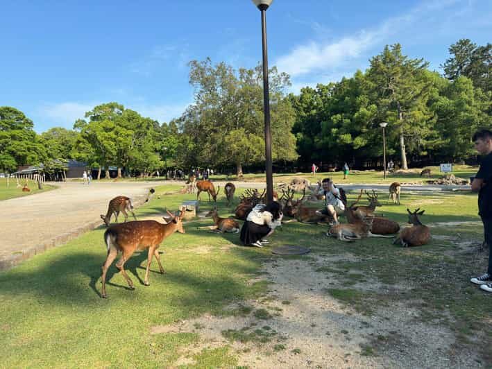 From Osaka/Kyoto: Nara One Day Private Tour - Price and value: $774 for up to 6 people, not per person