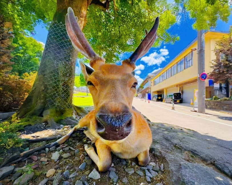 From Osaka: Nara Deer & Kyoto Kiyomizudera Sightseeing Tour - Key things I’d mark on my map