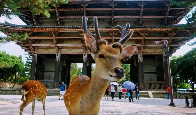 From Osaka: Nara Deer & Kyoto Kiyomizudera Sightseeing Tour - $69 Price Value: What You’re Paying For (and What You Still Need to Budget)