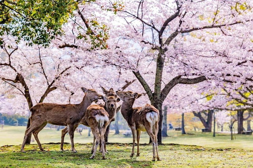 From Osaka: Nara Deer & Kyoto Kiyomizudera Sightseeing Tour - The Ride Time: How You Keep a 10-Hour Day From Feeling Like a Bus Tour