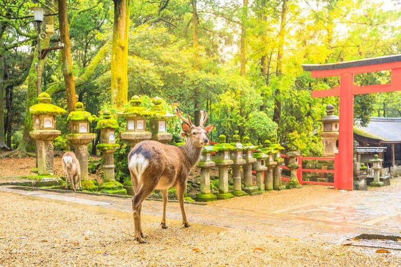 From Osaka: Nara Deer & Kyoto Kiyomizudera Sightseeing Tour - Nara Park: Deer, Photo Stops, and a Break From Temple Lines