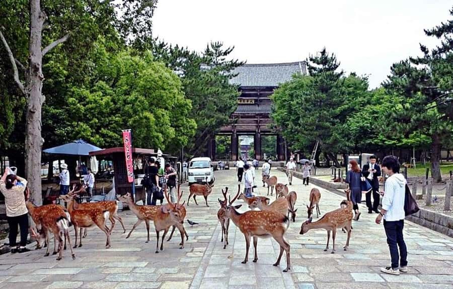 From Osaka: Nara, Kiyomizu-dera & Fushimi Inari Trip - Key highlights that make this day trip worth it