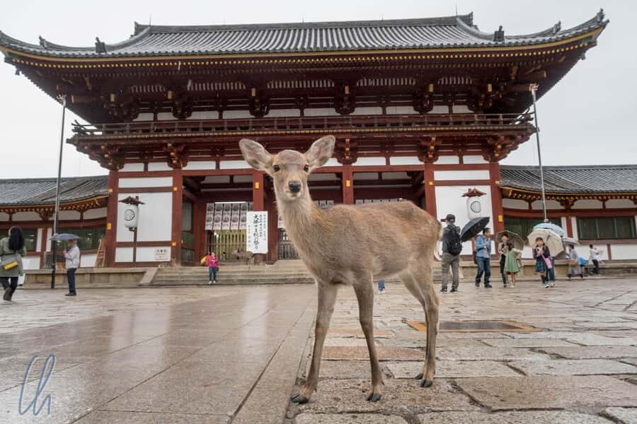 From Osaka: Nara, Kiyomizu-dera & Fushimi Inari Trip - Meeting in Osaka and the bus reality check