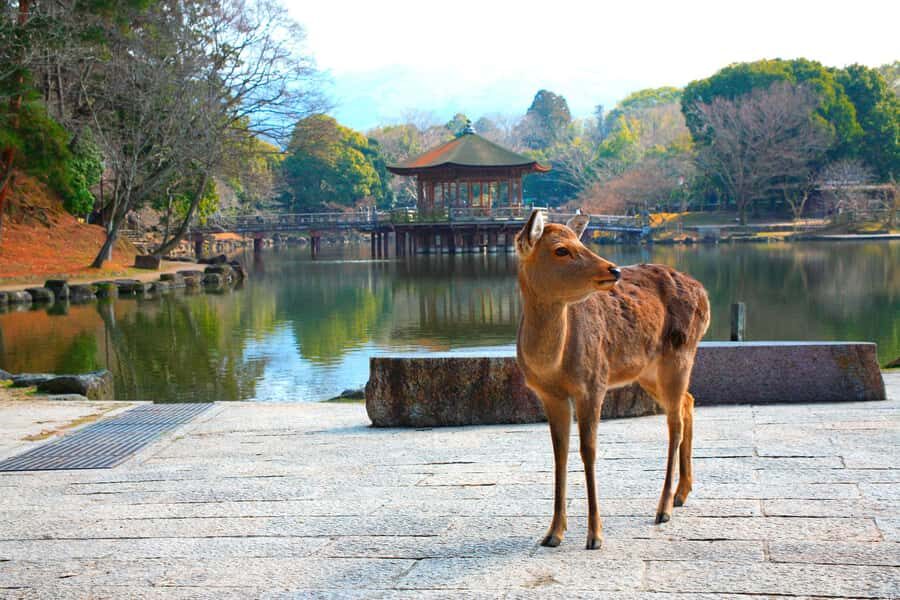 From Osaka: Nara, Kiyomizu-dera & Fushimi Inari Trip - Kiyomizu-dera: UNESCO views plus Otowa Waterfall rituals