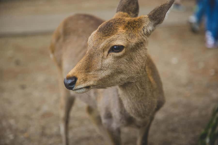 From Osaka: Nara, Kiyomizu-dera & Fushimi Inari Trip - What to bring so your day stays comfortable