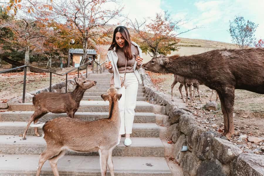 From Osaka: Nara, Kiyomizu-dera & Fushimi Inari Trip - Nara Park: deer time, first impressions, and what to watch for