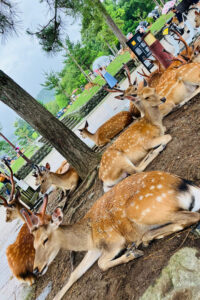 From Osaka: Nara Private Tour with Meet-Up at Your Hotel - Meeting Masa in Osaka: The Benefit of a Real Local Guide