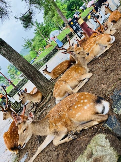 From Osaka: Nara Private Tour with Meet-Up at Your Hotel - Nara Park Deer Time: Fun, Photos, and Staying Clear of Trouble