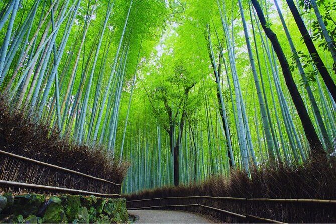 Katsuo-ji Temple, Arashiyama Forest, & Nara Park - Arashiyama Bamboo Grove: Walking Among Tall Stalks