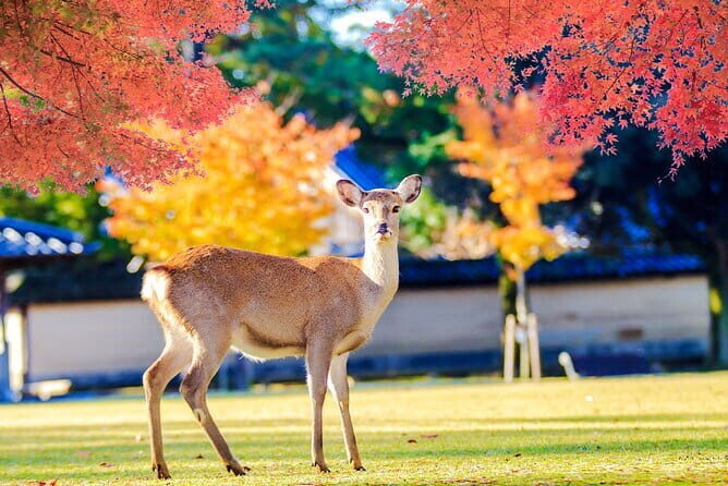 Kyoto and Nara UNESCO Highlights Full-day Tour From Osaka - Fushimi Inari Taisha: Senbon Torii and Timing for Photos