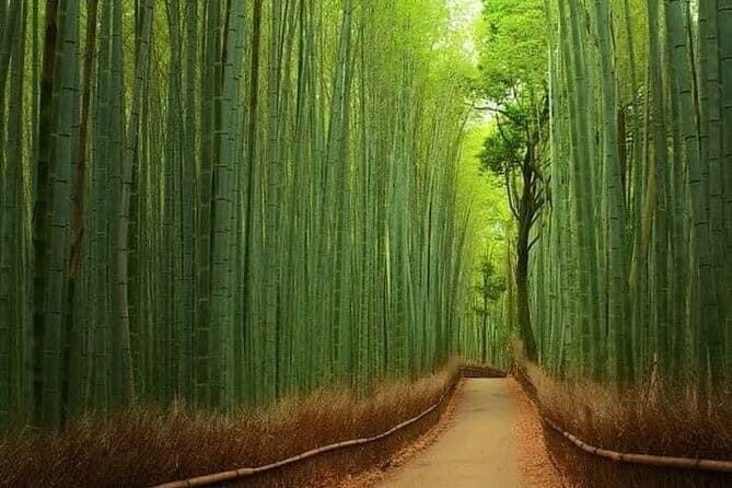 Kyoto & Nara Private customized tour with English speaking Guide - How This Private Kyoto and Nara Day Really Works