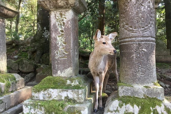 Kyoto & Nara Private customized tour with English speaking Guide - Todai-ji Temple: UNESCO Time, and Ticket Budgeting