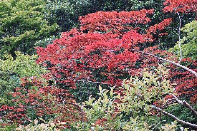 Minoh Waterfall and nature walk through the Minoh Park - A Quick Escape From Osaka’s Streets