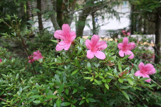 Minoh Waterfall and nature walk through the Minoh Park - Lunch in the Middle of the Hike: Why Included Meals Matter