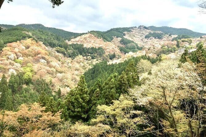 Nara 8hr Private Tour - Osaka DEP. with Licensed Guide - Naramachi and museum stops: where Nara slows down