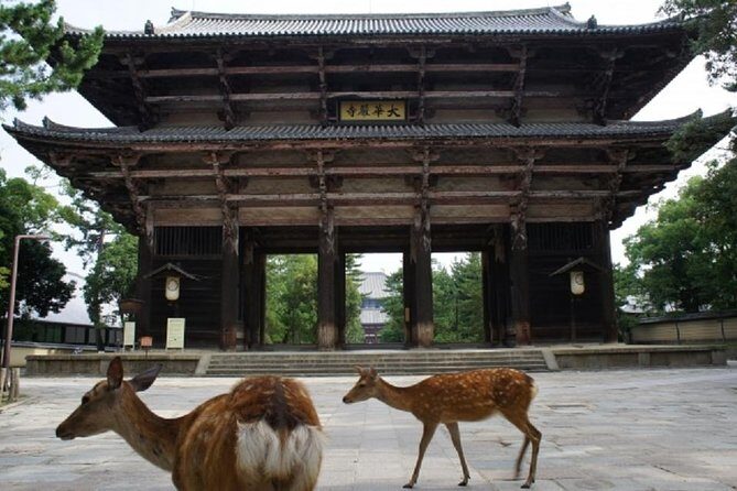Nara Private Tour by Public Transportation from Osaka - Nara Park and the deer park moment: walking, spotting, and pacing yourself