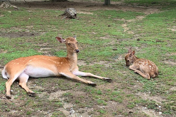 Nara private tour (Shore excursion available from Osaka or Kobe port) - Kasuga Grand Shrine and the deer atmosphere at walking distance