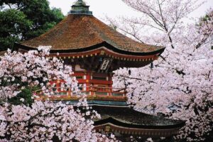 Osaka and Kansai Private Customized Day Tour - Vehicle choice: 7-seater vs 10-seater (and why it matters)