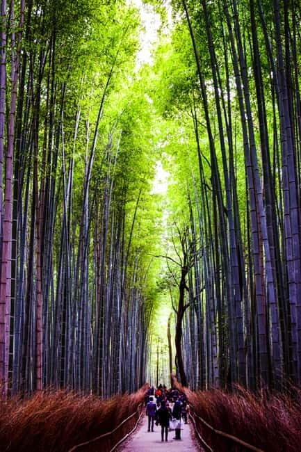 Osaka: Kyoto and Nara Private Day Trip - Key Things You’ll Really Notice on This Nara–Kyoto Day