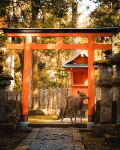 Osaka: Kyoto and Nara Private Day Trip - Nara Park and Tōdai-ji: Deer, Then the Great Buddha