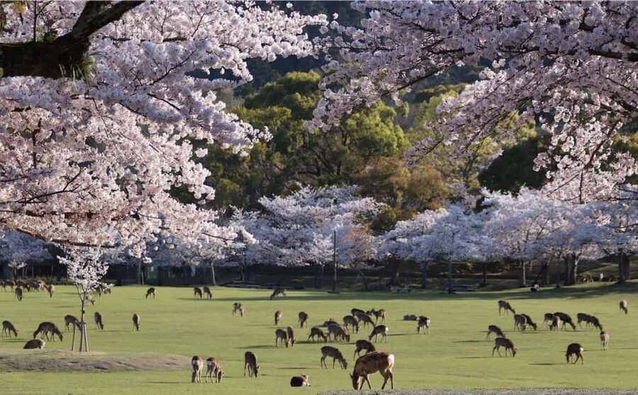 Osaka/Kyoto: Arashiyama, Nara Park, Fushimi Shrine Tour - The Route That Makes It Worth Doing in One Day