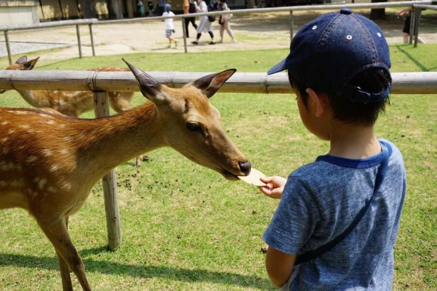 Osaka/Kyoto: Arashiyama, Nara Park, Fushimi Shrine Tour - Nara Deer Park (About 80 Minutes): The Real Thing, Not a Distant Photo