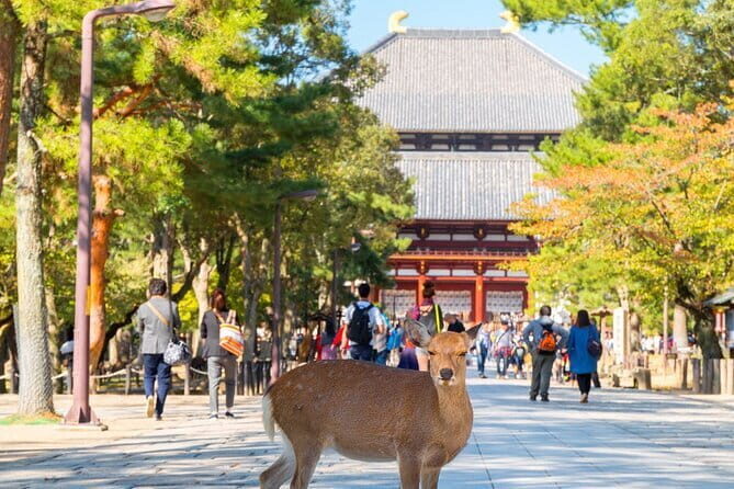 Osaka & Kyoto & Nara Top Hightlights English Speaking Tour - Price and Time Value: Is $54 a Smart Use of Your Day?