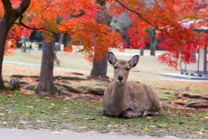 Osaka: Kyoto & Nara & Uji Historical and Scenic One-Day Tour - The guide experience: clarity, humor, and quick coordination