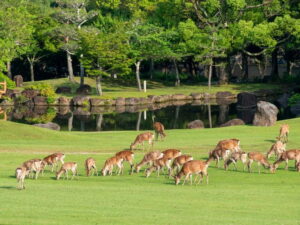 Osaka: Kyoto & Nara & Uji Historical and Scenic One-Day Tour - Nara Park deer time: cute, close, and still wild
