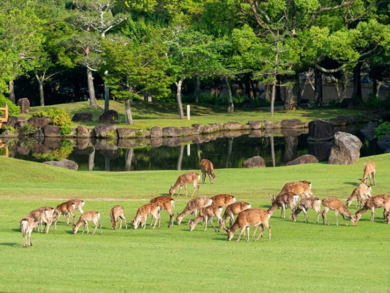 Osaka: Kyoto & Nara & Uji Historical and Scenic One-Day Tour - Nara Park deer time: cute, close, and still wild