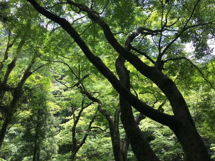 Osaka: Mino Forest Walk and Giant Waterfall with Local Lunch - What to Wear, What to Bring, and How to Make the Day Smooth