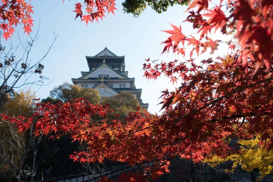 Osaka: Osaka Castle 3 hours Historical Walking Tour - Osaka Castle Park: Local Life Around a Historic Site