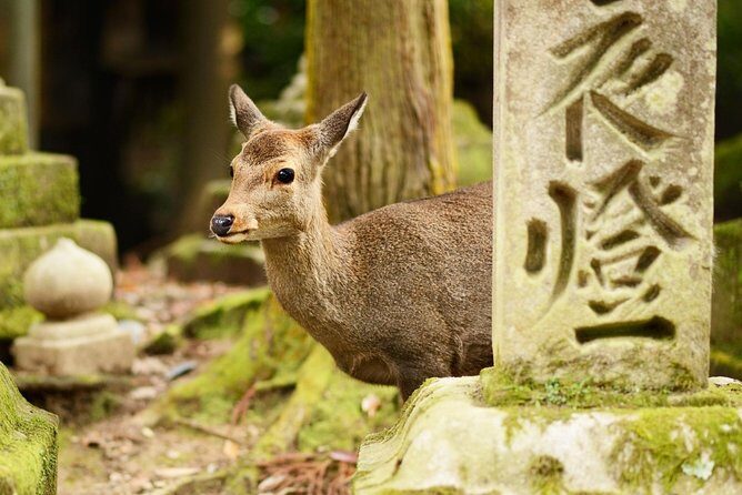 Osaka to Nara Day Trip with a Local – Private & Personalized - Food, Shopping, and Budget Reality in Kansai