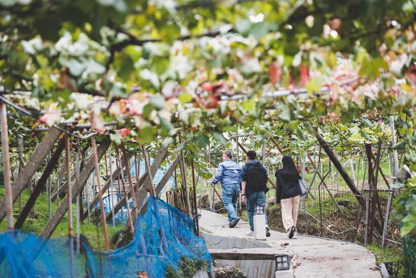 Osaka Winery Tour with Wine Tasting & Vineyard Walk - Katashimo Winery from Osaka: a simple day-trip that cuts through the crowds