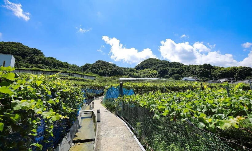 Osaka Winery Tour with Wine Tasting & Vineyard Walk - Practical timing, what to expect on the ground, and how to prep