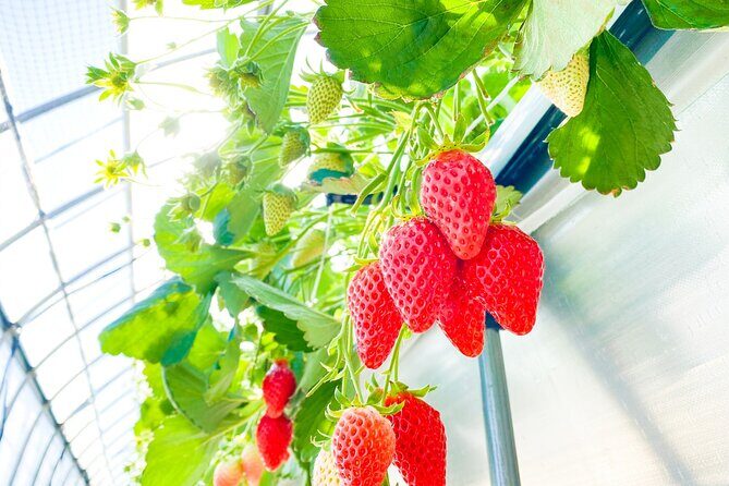 Play with Snow Crab Buffet Lunch and Strawberry Picking Bus Tour - Tour Logistics That Make the Day Feel Manageable