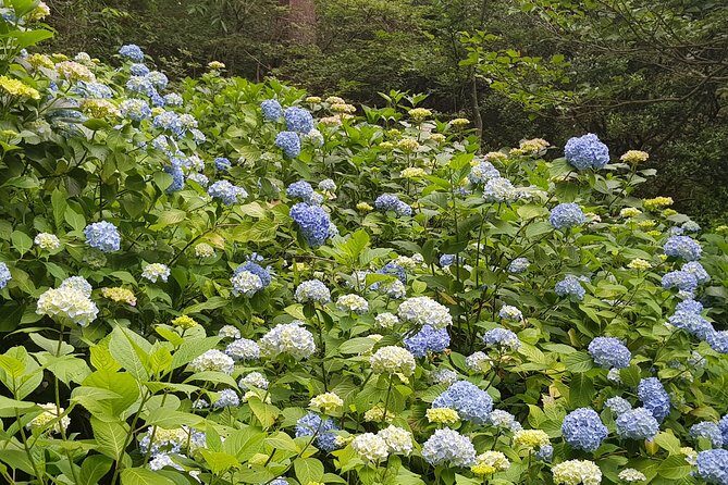 Private Car Day Trip to the Kobe Mountains, Gardens and Hot Springs from Osaka - Price and value for a private group of up to six